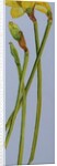 Four Daffodil Stems, 2011 by Joan Thewsey