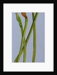 Four Daffodil Stems, 2011 by Joan Thewsey
