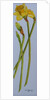 Four Daffodil Stems, 2011 by Joan Thewsey
