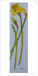 Four Daffodil Stems, 2011 by Joan Thewsey