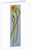 Four Daffodil Stems, 2011 by Joan Thewsey