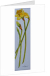 Four Daffodil Stems, 2011 by Joan Thewsey