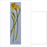 Four Daffodil Stems, 2011 by Joan Thewsey