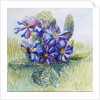 The Mauve Primrose, 2000 by Joan Thewsey