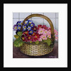 Red Mauve and Pink Primroses in a Basket, 2012 by Joan Thewsey