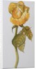 Single Yellow Rose Arthur Bell, 2006 by Joan Thewsey