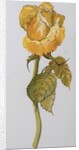 Single Yellow Rose Arthur Bell, 2006 by Joan Thewsey