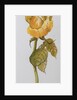 Single Yellow Rose Arthur Bell, 2006 by Joan Thewsey