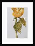 Single Yellow Rose Arthur Bell, 2006 by Joan Thewsey