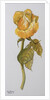 Single Yellow Rose Arthur Bell, 2006 by Joan Thewsey