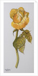 Single Yellow Rose Arthur Bell, 2006 by Joan Thewsey