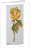 Single Yellow Rose Arthur Bell, 2006 by Joan Thewsey