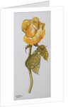 Single Yellow Rose Arthur Bell, 2006 by Joan Thewsey