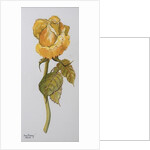 Single Yellow Rose Arthur Bell, 2006 by Joan Thewsey