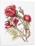 Red Rose Spray, 2001 by Joan Thewsey