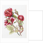 Red Rose Spray, 2001 by Joan Thewsey