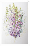 Foxgloves and White Campanulas, 2012 by Joan Thewsey
