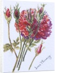 Little Red Roses, 2005 by Joan Thewsey