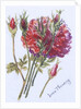 Little Red Roses, 2005 by Joan Thewsey