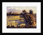 Field with Long Shadows by Joan Thewsey