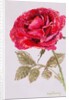 A Red Rose, 2000 by Joan Thewsey