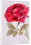 A Red Rose, 2000 by Joan Thewsey