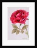 A Red Rose, 2000 by Joan Thewsey