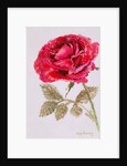 A Red Rose, 2000 by Joan Thewsey