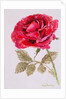 A Red Rose, 2000 by Joan Thewsey
