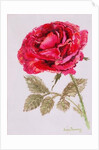 A Red Rose, 2000 by Joan Thewsey