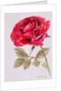 A Red Rose, 2000 by Joan Thewsey