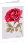 A Red Rose, 2000 by Joan Thewsey