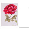 A Red Rose, 2000 by Joan Thewsey