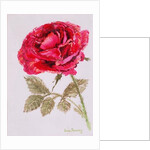 A Red Rose, 2000 by Joan Thewsey