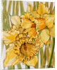 Two Daffodils, 2001 by Joan Thewsey