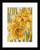 Two Daffodils, 2001 by Joan Thewsey