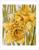 Two Daffodils, 2001 by Joan Thewsey