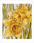 Two Daffodils, 2001 by Joan Thewsey