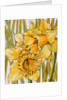 Two Daffodils, 2001 by Joan Thewsey