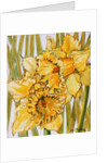Two Daffodils, 2001 by Joan Thewsey
