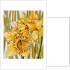 Two Daffodils, 2001 by Joan Thewsey