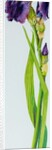 Iris with Three Buds, 2010 by Joan Thewsey