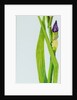 Iris with Three Buds, 2010 by Joan Thewsey