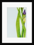 Iris with Three Buds, 2010 by Joan Thewsey