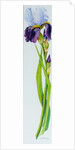 Iris with Three Buds, 2010 by Joan Thewsey