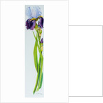 Iris with Three Buds, 2010 by Joan Thewsey