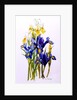Three Purple and Two Yellow Iris with Buds, 2010 by Joan Thewsey