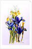 Three Purple and Two Yellow Iris with Buds, 2010 by Joan Thewsey