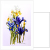 Three Purple and Two Yellow Iris with Buds, 2010 by Joan Thewsey