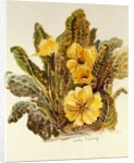 Primrose, 2010 by Joan Thewsey